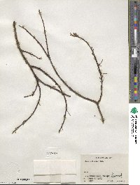 Salix bebbiana image