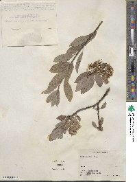 Salix bebbiana image