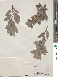 Salix bebbiana image