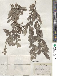Salix bebbiana image
