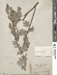 Salix bebbiana image