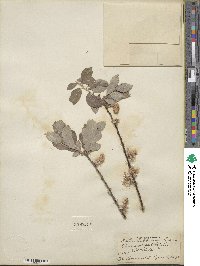 Salix bebbiana image