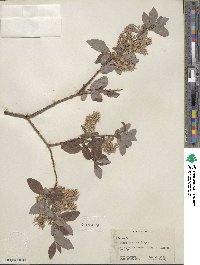 Salix bebbiana image