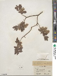 Salix bebbiana image