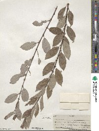 Salix bebbiana image