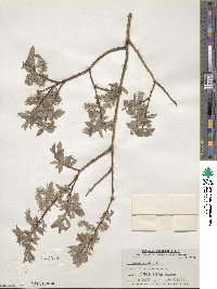 Salix bebbiana image