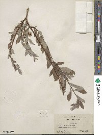 Salix bebbiana image