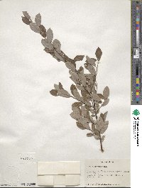 Salix bebbiana image