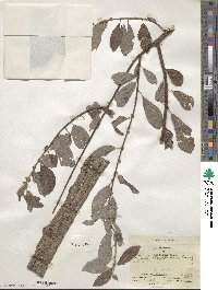 Salix bebbiana image