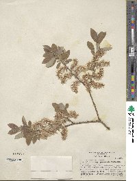 Salix bebbiana image