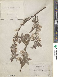 Salix bebbiana image