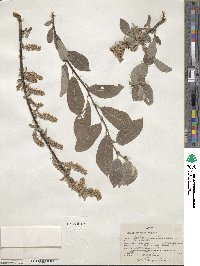 Salix bebbiana image