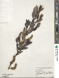 Salix bebbiana image