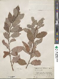 Salix bebbiana image