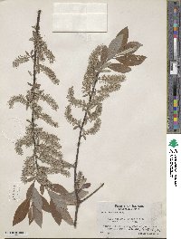 Salix bebbiana image