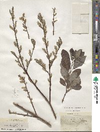 Salix bebbiana image