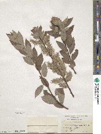 Salix bebbiana image