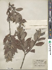 Salix bebbiana image