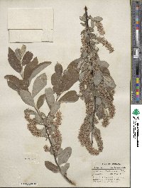 Salix bebbiana image