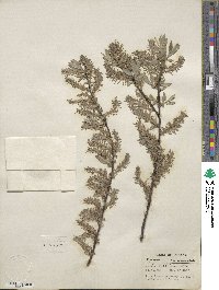 Salix bebbiana image