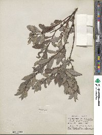 Salix bebbiana image