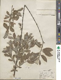 Salix bebbiana image