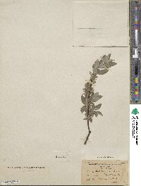 Salix bebbiana image