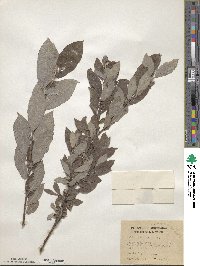 Salix bebbiana image
