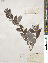 Salix bebbiana image