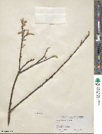 Salix bebbiana image