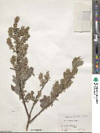 Salix bebbiana image