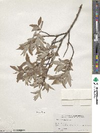 Salix bebbiana image