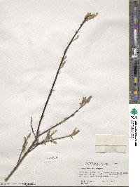 Salix bebbiana image