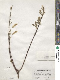 Salix bebbiana image