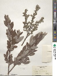 Salix bebbiana image