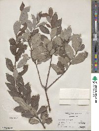 Salix bebbiana image
