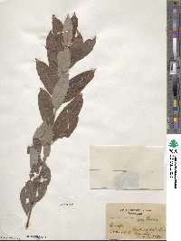 Salix bebbiana image