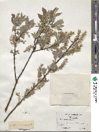 Salix bebbiana image