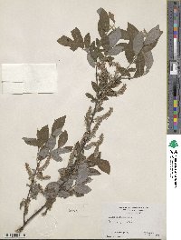 Salix bebbiana image