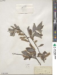 Salix bebbiana image