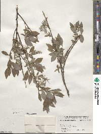 Salix bebbiana image