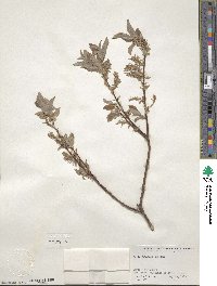 Salix bebbiana image