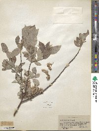 Salix bebbiana image