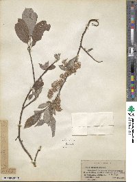 Salix bebbiana image