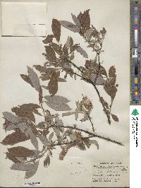 Salix bebbiana image