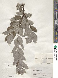 Salix bebbiana image