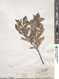 Salix bebbiana image