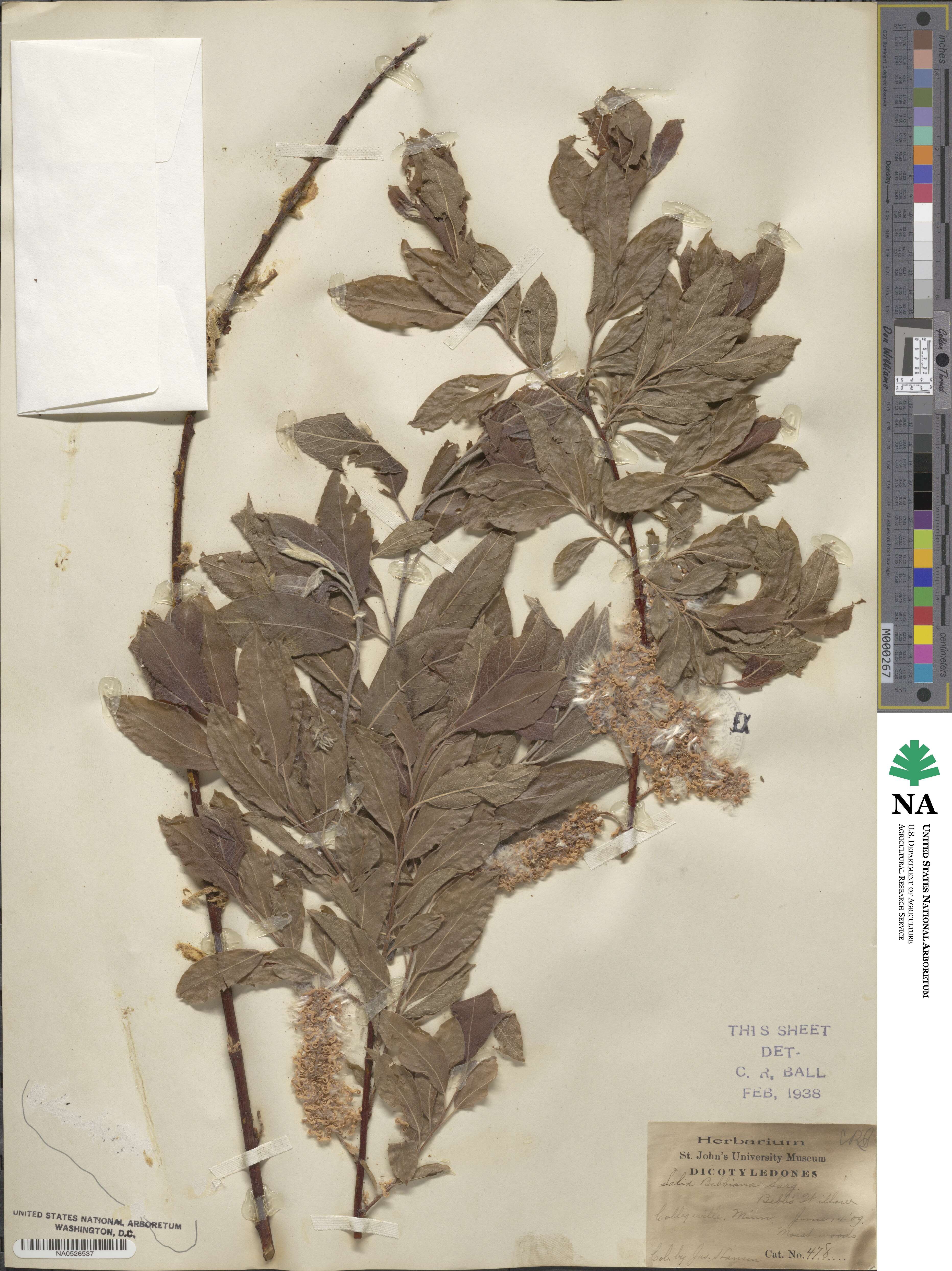 Salix bebbiana image