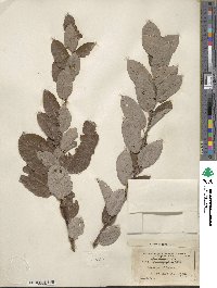 Salix bebbiana image