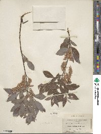 Salix bebbiana image